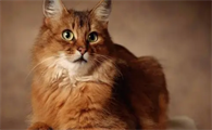 猫能不能吃柚子肉