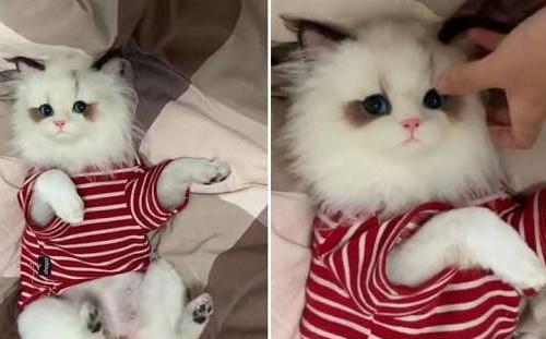 你见过这么漂亮的猫星人吗?睡前卸妆,素颜吓坏网友原来不是喵! 你见过这么漂亮的猫星人吗?睡前卸妆,素颜吓坏网友原来不是喵!