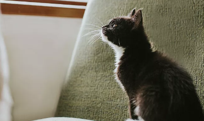 猫咪尿闭的原因是什么 猫咪尿闭的原因是什么