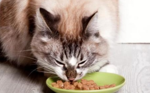 30克猫粮大概有多少