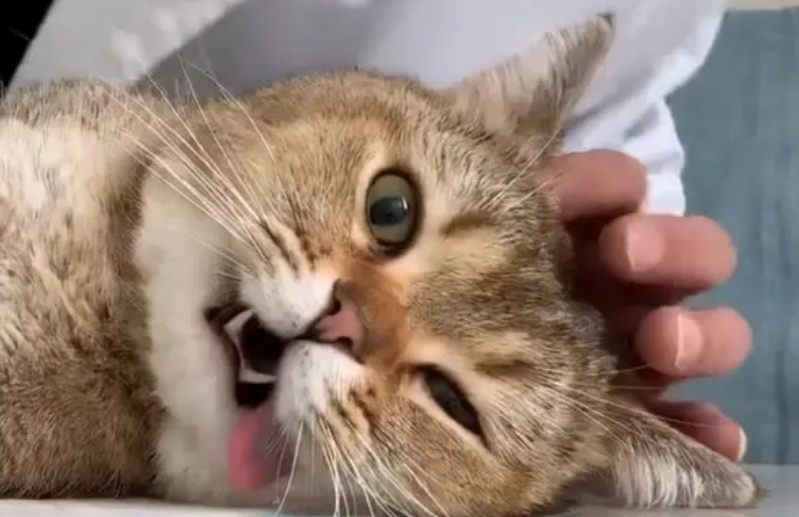 猫咪绝育的好处