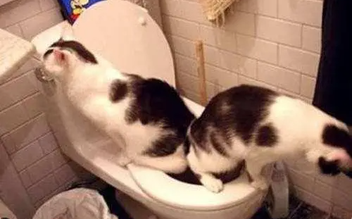 猫咪经常拉稀怎么办吃什么药