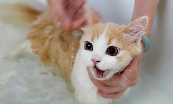 猫洗澡多久一次 猫洗澡多久一次