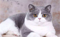 猫的眼睛上的毛掉了怎么回事