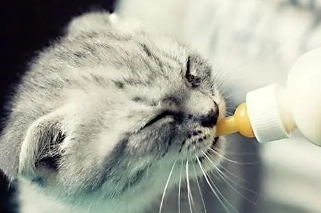 小猫多大断奶 小猫多大断奶