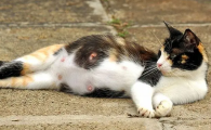 猫咪怀孕表现有哪些特征