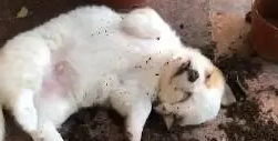 帮闺蜜照顾小奶狗，1小时后看到眼前一幕，网友想绝交……