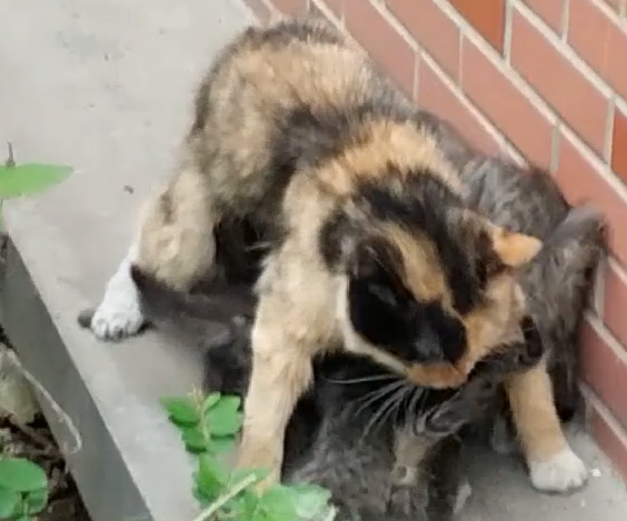流浪猫护崽心切，对网友蓄势待发