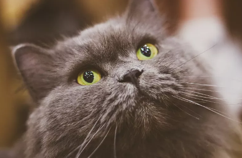 小猫流泪怎么办啊 小猫流泪怎么办啊