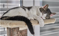 猫咪能不能吃芒果？