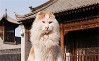 小猫软便带血怎么回事