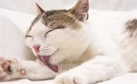 猫喉咙沙哑了怎么办啊