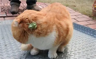 猫咪背上的皮一抽一抽的怎么回事