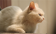 猫咪做了绝育手术后恢复需要注意些什么事项