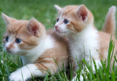 母猫第一次闹猫多久可以停