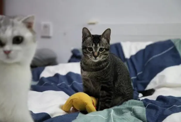 猫粮猫饭罐头?如何找到合适的喂养方式 猫粮猫饭罐头?如何找到合适的喂养方式