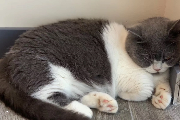 猫咪最喜欢的六个睡觉地点,每一个都有讲究 猫咪最喜欢的六个睡觉地点,每一个都有讲究