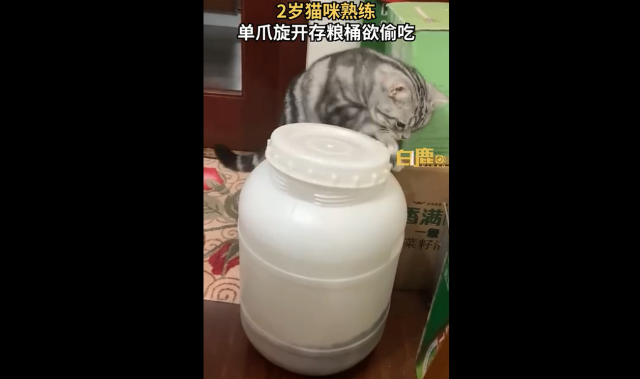 猫咪单爪旋开存粮桶欲偷吃被抓拍 网友：有真功夫