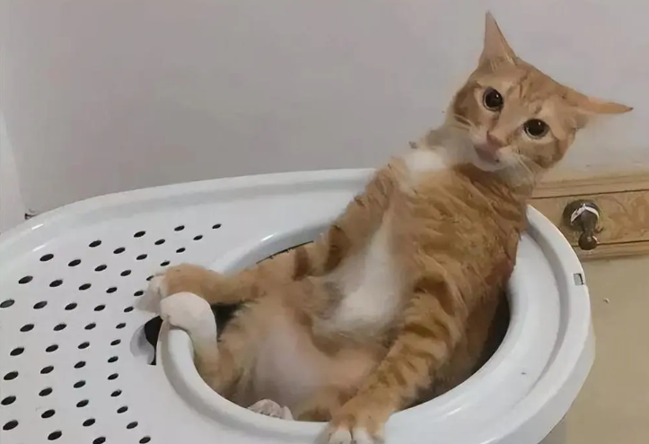养“橘猫”半年后,网友表示:我开始讨厌它了 养“橘猫”半年后,网友表示:我开始讨厌它了