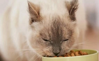 猫吃狗粮会怎么样