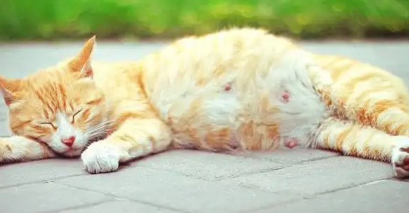 猫咪怀孕期间有什么反应