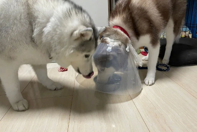 二哈带着伊丽莎白圈吃饭,另一只狗狗懵了 二哈带着伊丽莎白圈吃饭,另一只狗狗懵了