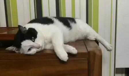 猫咪被打了一直摇尾巴是为什么