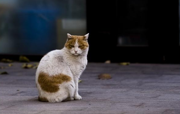 流浪猫吃哪款猫粮经济实惠