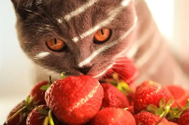 宠物猫能吃草莓吗 宠物猫能吃草莓吗
