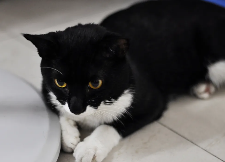 小黑猫是什么品种的猫 小黑猫是什么品种的猫