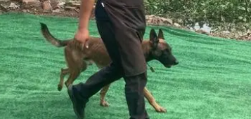 怎么让狗吃狗粮?10年训犬师教你一招解决 怎么让狗吃狗粮?10年训犬师教你一招解决