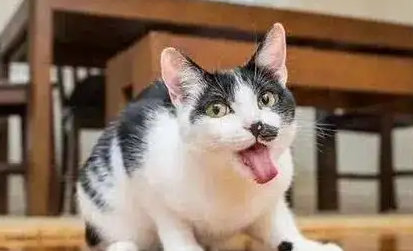 猫咪按哪里催吐比较好