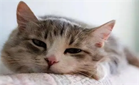 猫拉肚子了怎么办