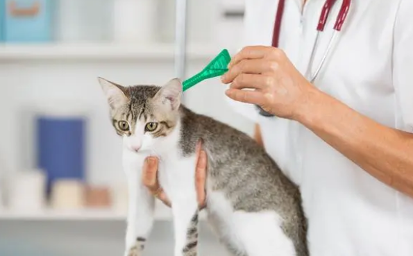 猫咪黄水怎么回事 猫咪黄水怎么回事