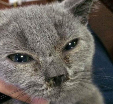 小猫有鼻涕怎么办啊 小猫有鼻涕怎么办啊