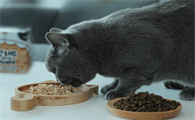 猫可以吃什么零食的食物