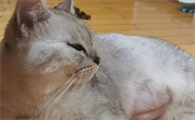 猫多久怀孕一次正常