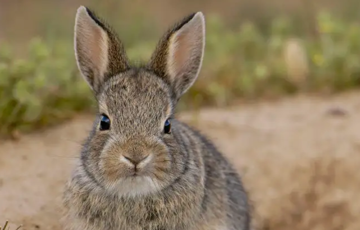 灰尾兔的介绍,看这就够了!
