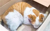 猫吃老鼠药能自己恢复吗