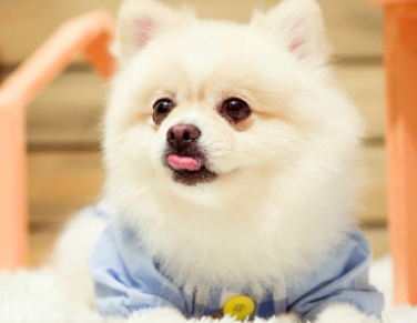 狗狗驱虫后多久可以吃饭
