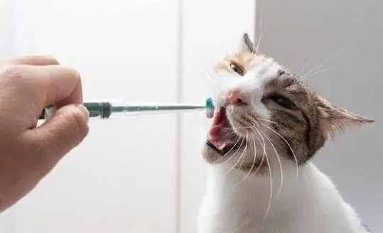小猫体内驱虫多久做一次