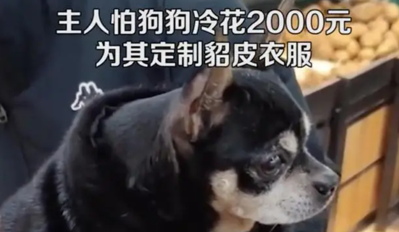 男子花2000元为狗定制貂皮衣,网友:人不如狗 男子花2000元为狗定制貂皮衣,网友:人不如狗