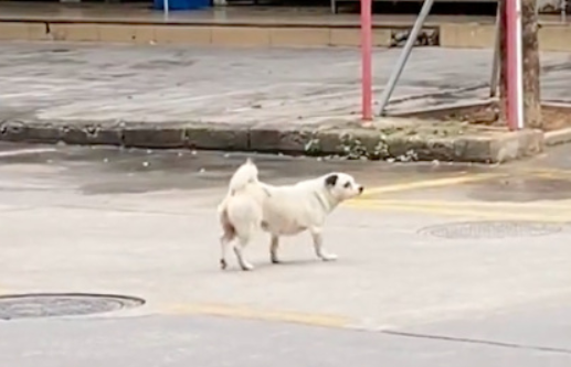 “瘫痪”狗拖着后腿过马路,下一秒被它的动作弄懵,碰瓷吗 “瘫痪”狗拖着后腿过马路,下一秒被它的动作弄懵,碰瓷吗