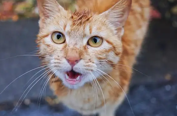猫发出咕噜噜的声音是什么意思