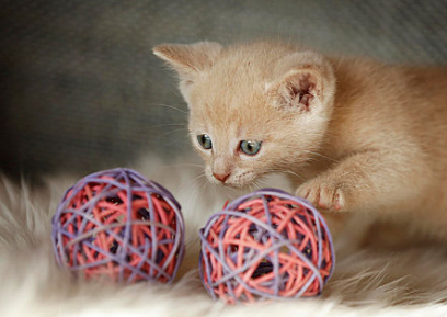 猫打了猫三联拉稀拉几天啊正常吗