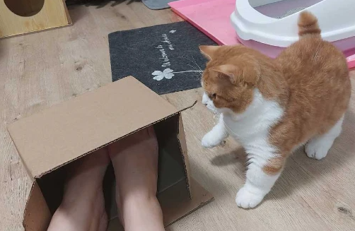 小姐姐跟自家猫借了一个纸箱暖脚，赶紧还它！