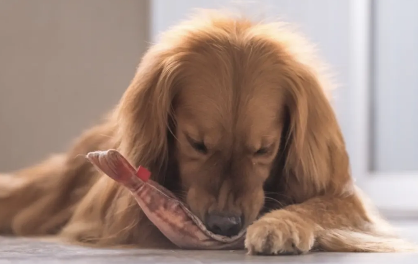宠物狗能吃什么零食