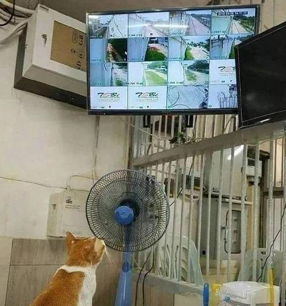 猫咪溜进监控室,还以为去是去蹭风扇,下一秒却被它暖到了 猫咪溜进监控室,还以为去是去蹭风扇,下一秒却被它暖到了