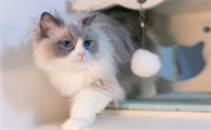 猫尾巴油脂分泌过多怎么办