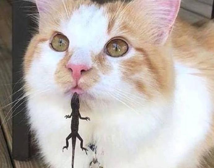 猫叼东西送给自己,正要感动,看后尖叫起来 猫叼东西送给自己,正要感动,看后尖叫起来